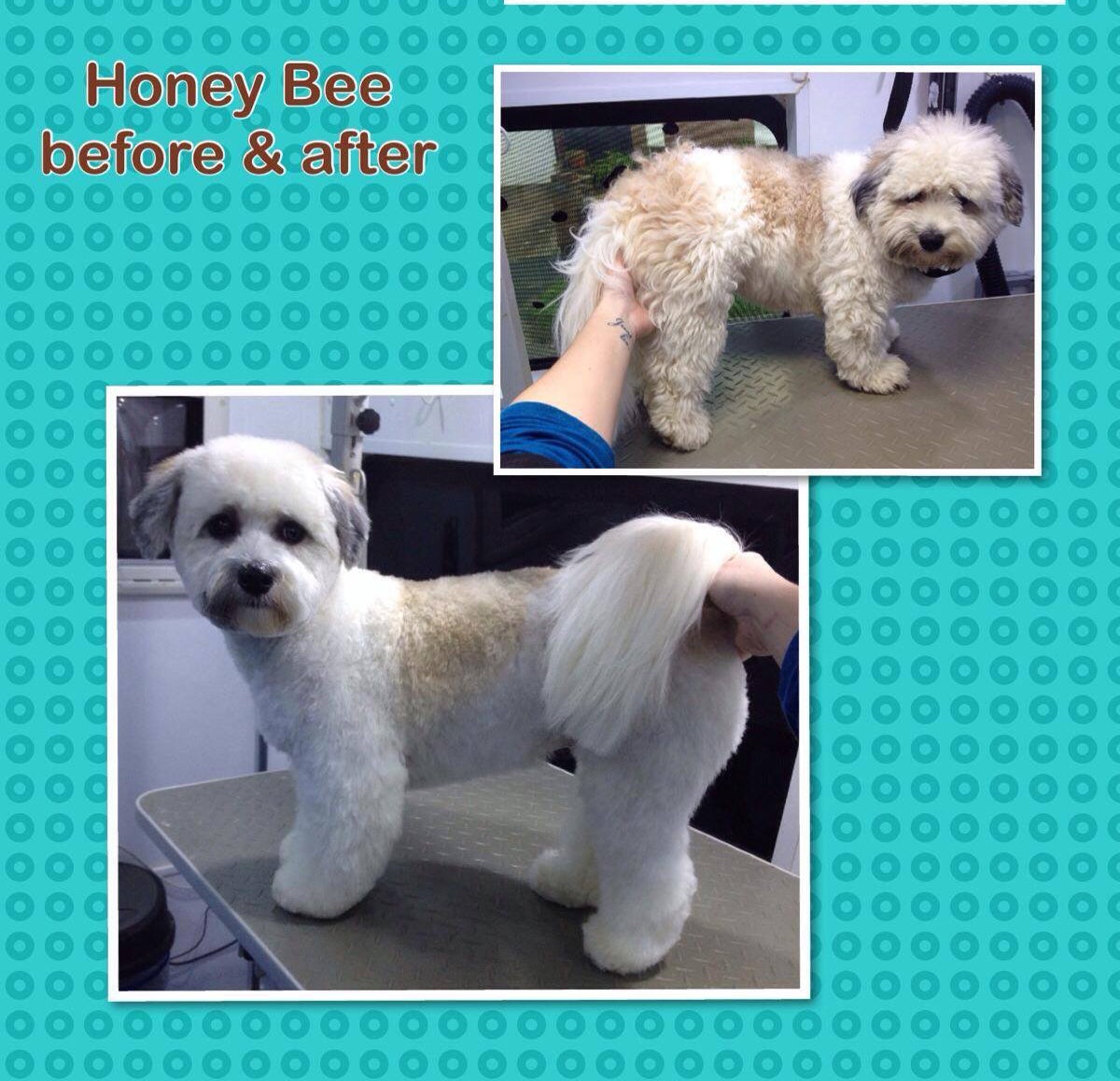 Honey bees hotsell dog grooming